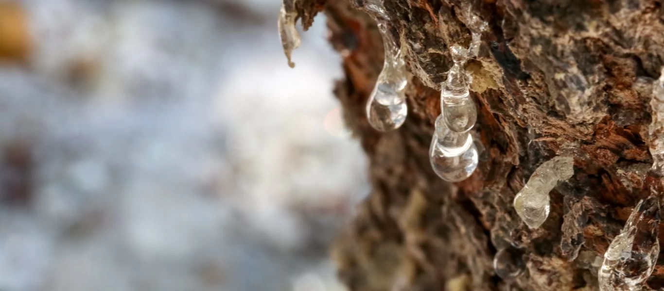 Τουρκία: Eπιχειρεί να εξάγει «μαϊμού» μαστίχα Χίου